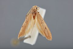 Lecithocera lasioides by the Smithsonian. Used under a CC0 license.