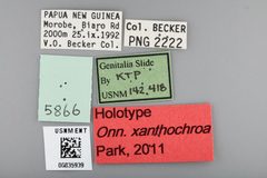 Onnuria xanthochroa by the Smithsonian. Used under a CC0 license.