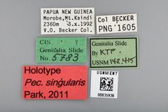 Pectinimura singularis by the Smithsonian. Used under a CC0 license.