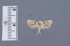 Mompha claudiella by the Smithsonian. Used under a CC0 license.