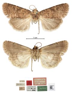 Mamestra bolteri by the Smithsonian. Used under a CC0 license.