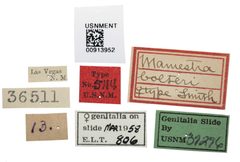 Mamestra bolteri by the Smithsonian. Used under a CC0 license.