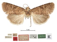 Mamestra bolteri by the Smithsonian. Used under a CC0 license.