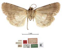 Mamestra bolteri by the Smithsonian. Used under a CC0 license.
