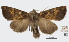 Papaipema cataphracta by the Smithsonian. Used under a CC0 license.