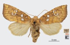 Papaipema furcata by the Smithsonian. Used under a CC0 license.
