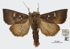 Papaipema nebris by the Smithsonian. Used under a CC0 license.