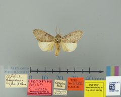 Afilia cinerea by the Smithsonian. Used under a CC0 license.