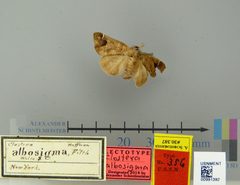 Clostera albosigma by the Smithsonian. Used under a CC0 license.