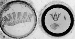 Datana diffidens by the Smithsonian. Used under a CC0 license.