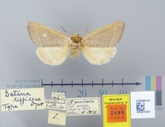 Datana diffidens by the Smithsonian. Used under a CC0 license.