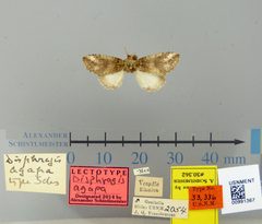 Disphragis agape by the Smithsonian. Used under a CC0 license.