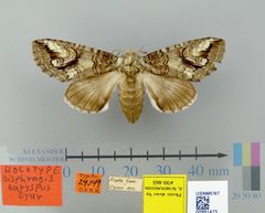 Disphragis baryspus by the Smithsonian. Used under a CC0 license.