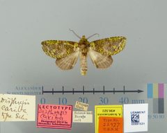 Disphragis cariba by the Smithsonian. Used under a CC0 license.