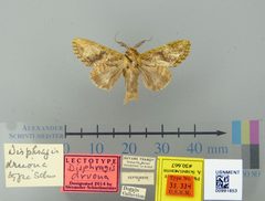 Disphragis druona by the Smithsonian. Used under a CC0 license.
