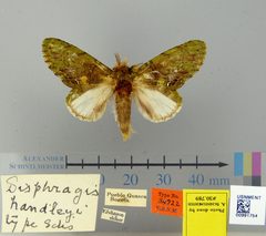 Disphragis handleyi by the Smithsonian. Used under a CC0 license.