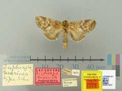 Disphragis marusa by the Smithsonian. Used under a CC0 license.