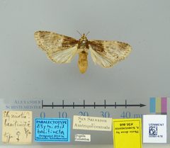 Elymiotis basitincta by the Smithsonian. Used under a CC0 license.