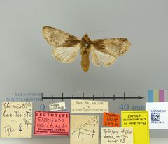 Elymiotis basitincta by the Smithsonian. Used under a CC0 license.
