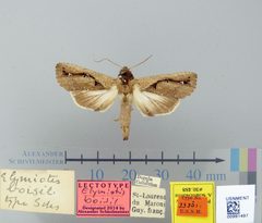 Elymiotis boisii by the Smithsonian. Used under a CC0 license.