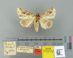 Elymiotis cretosa by the Smithsonian. Used under a CC0 license.