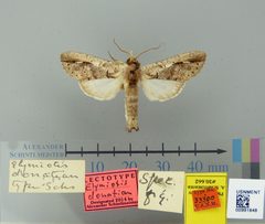 Elymiotis donatian by the Smithsonian. Used under a CC0 license.