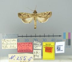 Elymiotis lupicina by the Smithsonian. Used under a CC0 license.