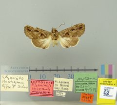 Elymiotis morama by the Smithsonian. Used under a CC0 license.