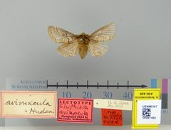 Gluphisia avimacula by the Smithsonian. Used under a CC0 license.