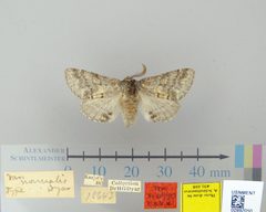 Gluphisia lintneri var. normalis by the Smithsonian. Used under a CC0 license.