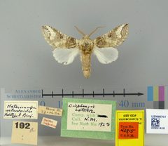 Heterocampa astartoides by the Smithsonian. Used under a CC0 license.