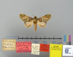 Heterocampa bactrea by the Smithsonian. Used under a CC0 license.
