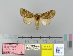 Heterocampa bilineata f. boweri by the Smithsonian. Used under a CC0 license.