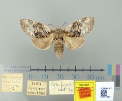 Heterocampa gamarra by the Smithsonian. Used under a CC0 license.