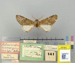Heterocampa incongrua by the Smithsonian. Used under a CC0 license.