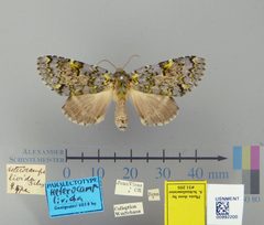 Heterocampa livida by the Smithsonian. Used under a CC0 license.