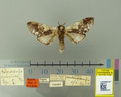 Heterocampa nebulosa by the Smithsonian. Used under a CC0 license.