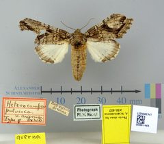 Heterocampa pulverea var. averna by the Smithsonian. Used under a CC0 license.
