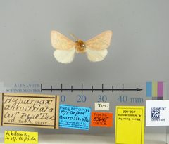 Hyparpax aurostriata by the Smithsonian. Used under a CC0 license.