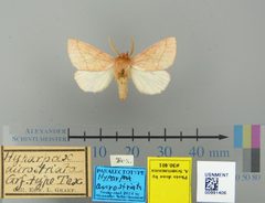 Hyparpax aurostriata by the Smithsonian. Used under a CC0 license.