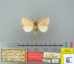 Hyparpax aurostriata by the Smithsonian. Used under a CC0 license.