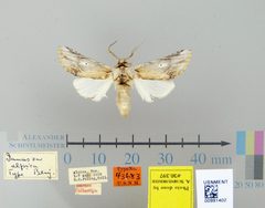 Ianassa alpica by the Smithsonian. Used under a CC0 license.