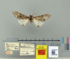 Ianassa delicatoides by the Smithsonian. Used under a CC0 license.