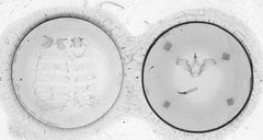 Ianassa pinalensis by the Smithsonian. Used under a CC0 license.