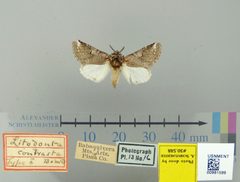 Litodonta contrasta by the Smithsonian. Used under a CC0 license.