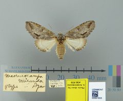 Macrurocampa miranda by the Smithsonian. Used under a CC0 license.