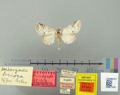 Misogada brioca by the Smithsonian. Used under a CC0 license.