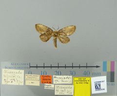 Misogada nigrifulva by the Smithsonian. Used under a CC0 license.
