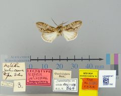 Notela jaliscana by the Smithsonian. Used under a CC0 license.