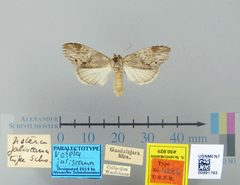Notela jaliscana by the Smithsonian. Used under a CC0 license.